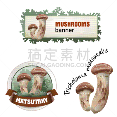 证章,标签,食用菌,松茸,分离着色,创造力,自然,华丽的,收集