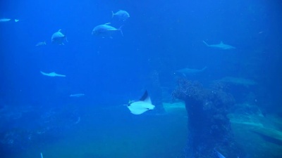 地面水下有鲨鱼和黄貂鱼