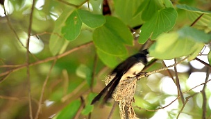 Pied Fantail，天然野生鸟类，在巢中哺育其幼鸟