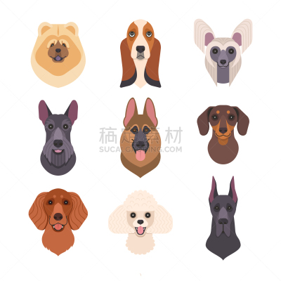 狗,拟人,可爱的,纯种犬,梗犬,背景分离,德国牧羊犬,爱尔兰长毛猎犬,英国,哺乳纲