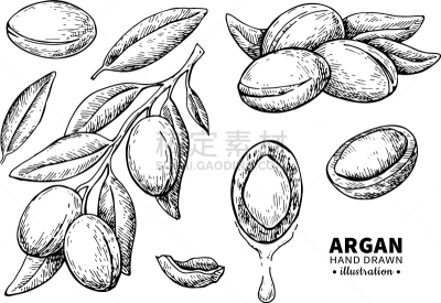 分离着色,阿甘树,绘画插图,头发,自然,图像,矢量,摩洛哥,草本,复古