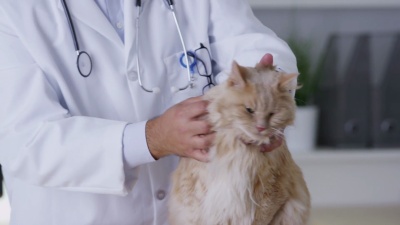 兽医给猫做检查