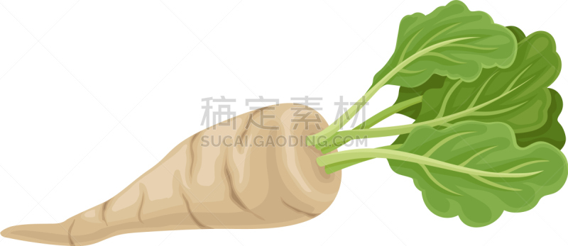 荷兰防风草,叶子,根部,绿色,全身像,农业,华丽的,蔬菜,素食,清新