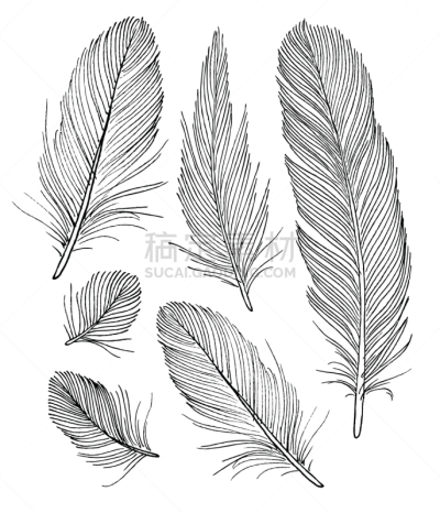翎毛,绘画插图,一个物体,动物手,华丽的,请柬,贺卡,婚姻,华贵,绘制