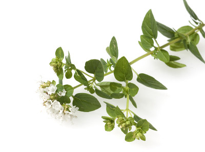 金墨角兰;牛至属植物vulgare