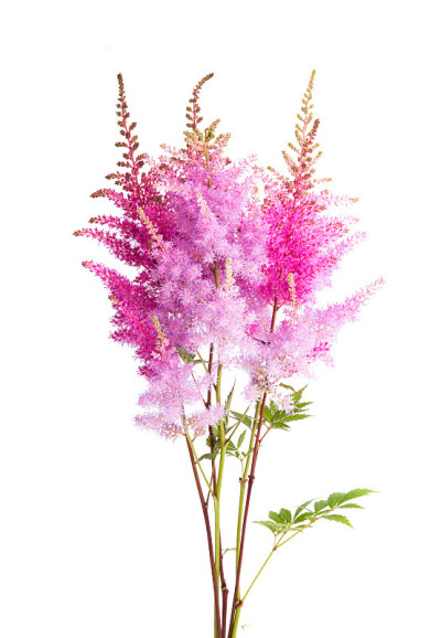 Astilba花束孤立