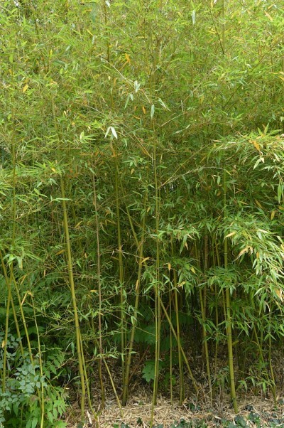 竹林，竹子生长在公园里