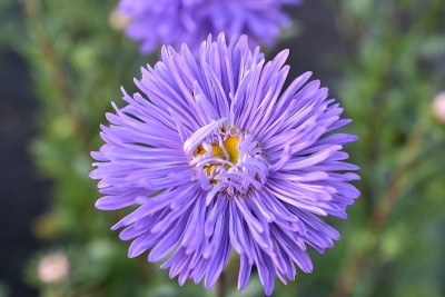 紫菀五彩花微距照片