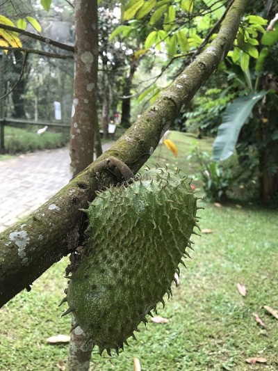 Soursop