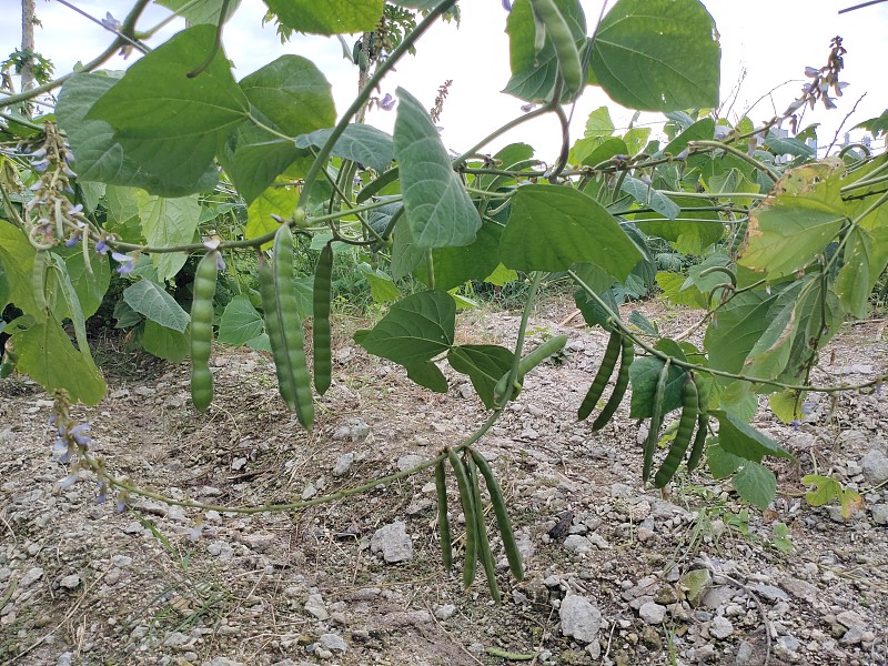 选择性地关注在花园中种植的新鲜鲜绿的豌豆荚及其健康益处