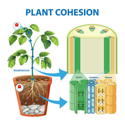 植物内聚力图