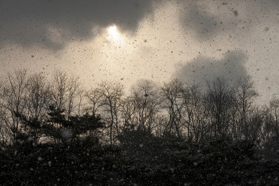 雪,树