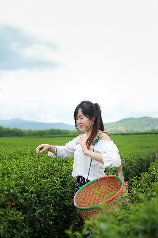 年轻女子站在茶园，四周是天空和山景。泰国清莱的Singha Park茶园。