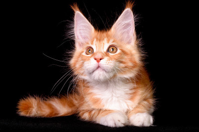 可爱可爱的缅因猫在黑色的背景。