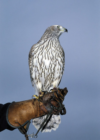 Falconry