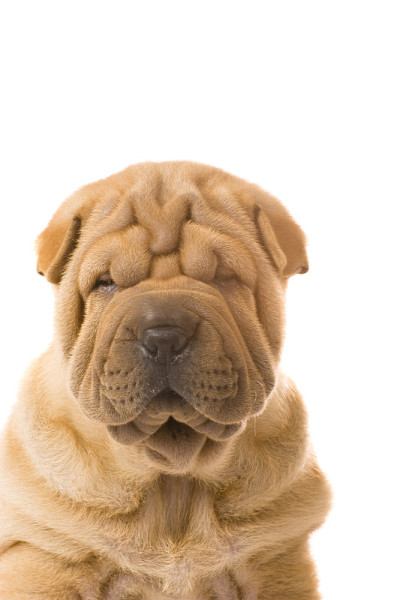 Sharpei狗