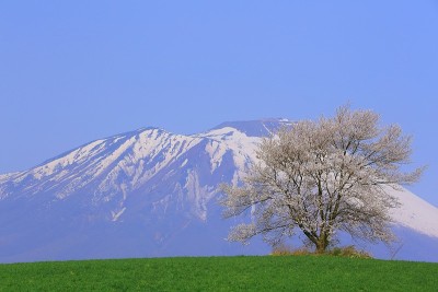 岩手县的山和樱花