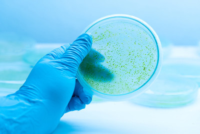 培养基板上蓝藻菌落，微生物学。