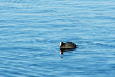 成本(Fulica atra)