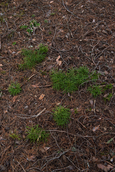 Macrophotography. Moss and lichen.