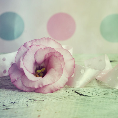 Eustoma花