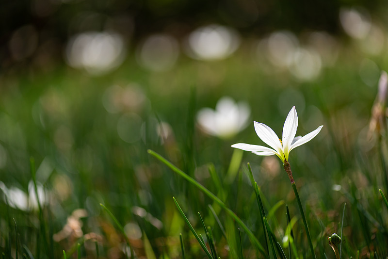 公园里有各种各样的菊花