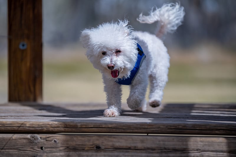 加利福尼亚棕榈泉的比熊犬