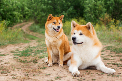 两只日本狗:秋田犬和柴犬