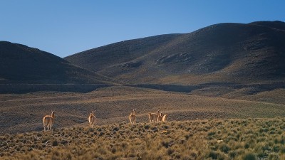 阿根廷门多萨Villavicencio自然保护区草原上的一群guanicoe (Lama guani