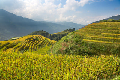 隆基水稻梯田