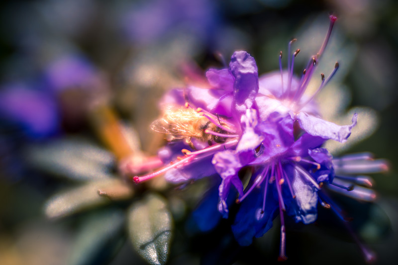 微距照片水杨花，紫松花