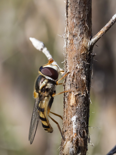 普通悬停蝇(Melangyna vitieps)。