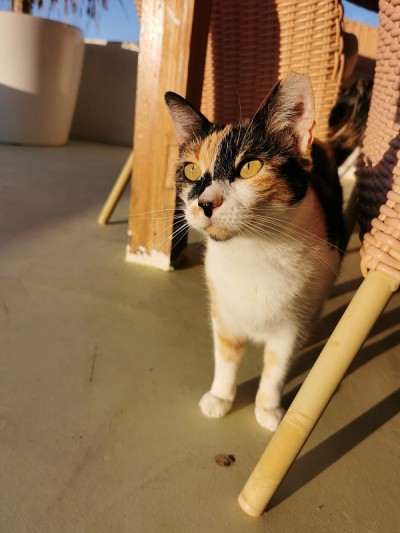 猫
