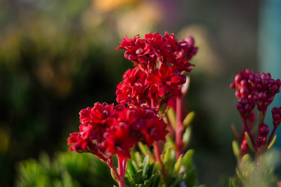 花