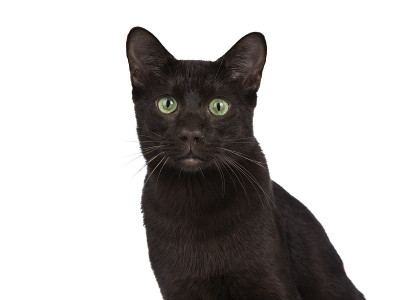 年轻的哈瓦那棕猫小猫的头，坐在和看着绿色的眼睛甜甜的脸对着相机。孤立在白色背景上。