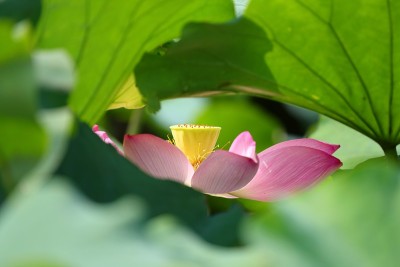 Lotus flower61