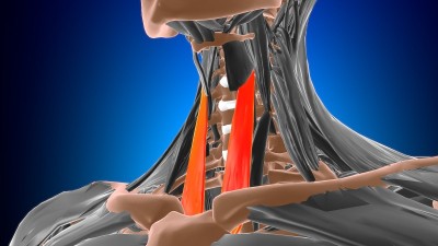 胸骨甲状腺肌解剖医学概念3D
