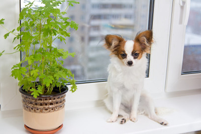 小狗和花在窗户上