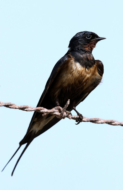 Barn swallow with oil on feathers