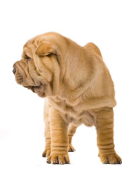 Sharpei狗