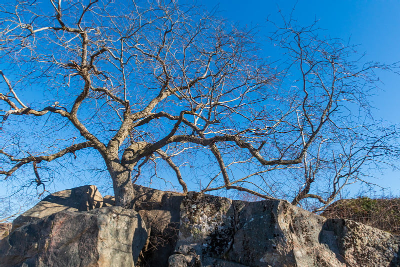 光秃秃的树枝在av岩石景观Hovenäset, Bohuslän;瑞典西海岸