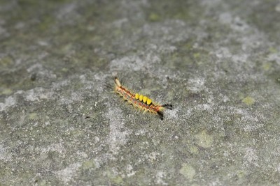 “生锈的Tussock Moth”毛虫- Orgyia Antiqua