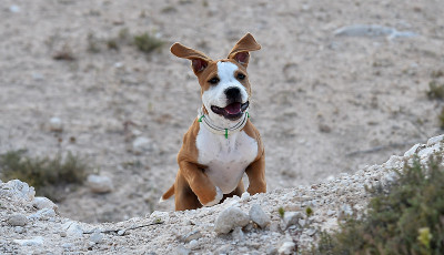一只幼小的斗牛犬