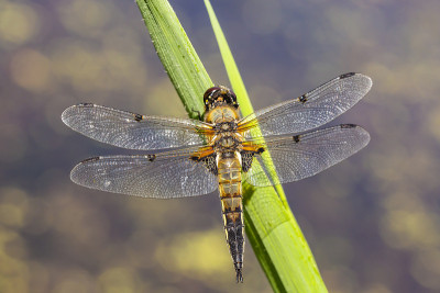 一个四斑点追逐蜻蜓昆虫，Libellula quadrimaculata的特写
