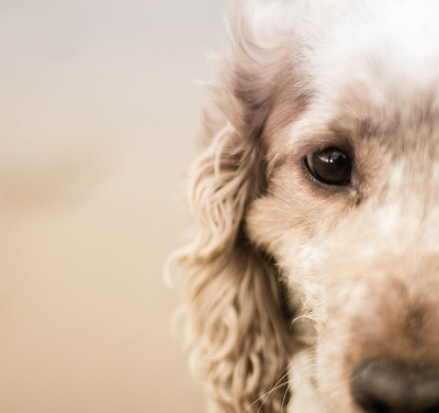 可卡犬眼睛