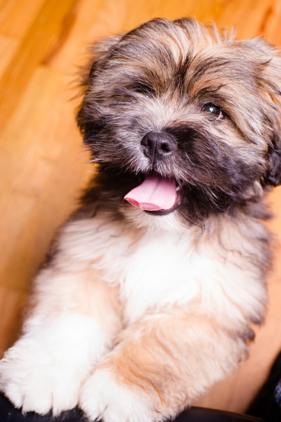 西藏拉萨阿普索小犬繁殖毛茸茸的动物