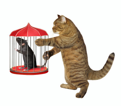 猫和老鼠关在笼子里