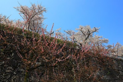 春天的岩手公园