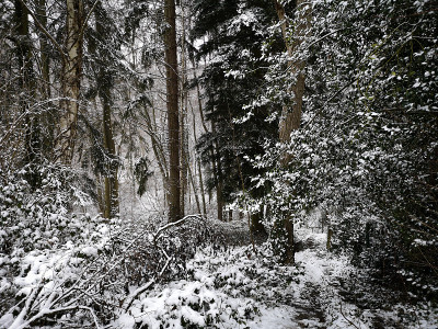 雪树
