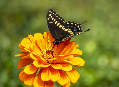 Papilio troilus，香料灌木燕尾蝶